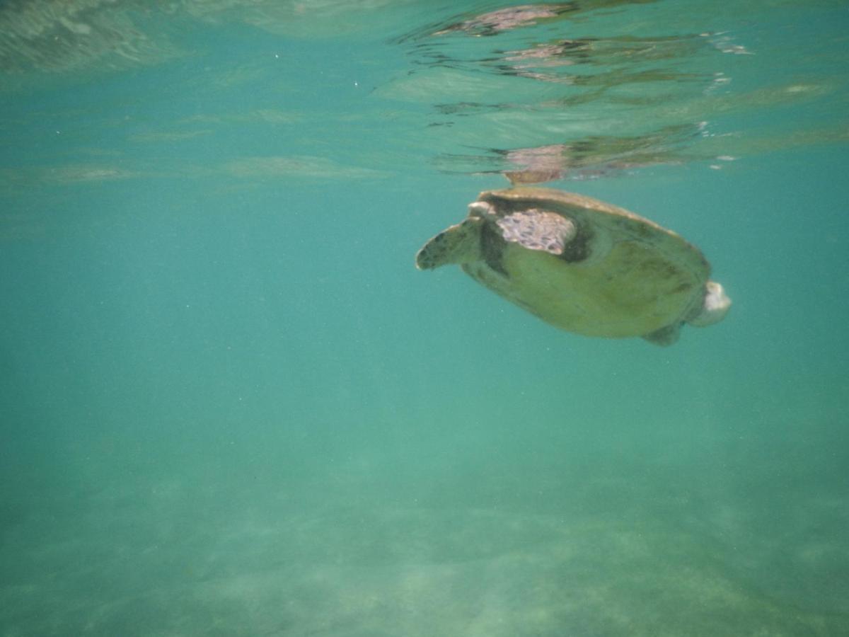 Turtle Bay Beach Resort Mirissa Eksteriør billede
